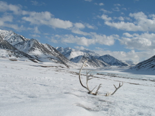 caribou antlers on the slope