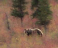 fall grizzly