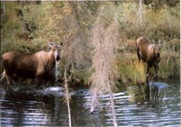 2 moose in pond