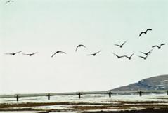 flying geese