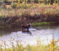 moose in pond