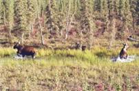 2 moose
