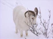 ram in snow